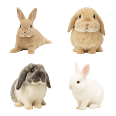 ウサギのえもじ