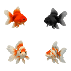 動く！金魚が泳ぐ日本の素敵な夏2