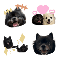 かわいいわんこたち