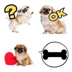 Laid-back Pekingese's Easygoing Life