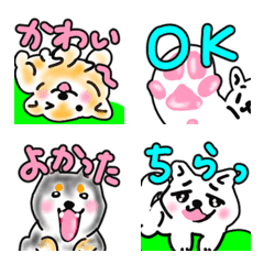 柴犬フェル　でか文字大人可愛い　日常101