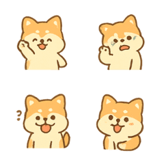 奶油柴犬Chacha 暖萌日常