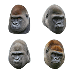ゴリラのかお