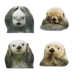 ラッコ