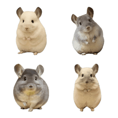 Daily Chinchilla