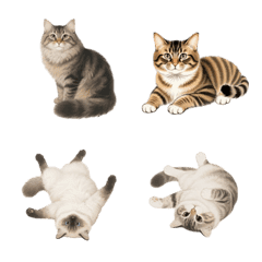 Lazy and Adorable Kitties(40 sets)