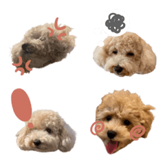しゅんちゃん