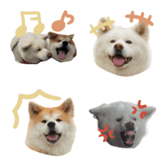 秋田犬桜桃