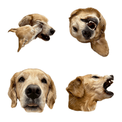 phoebe's dog life mini