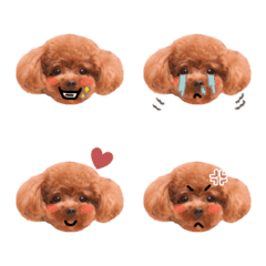 mimi_toypoodle1
