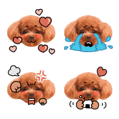 mimi_toypoodle2