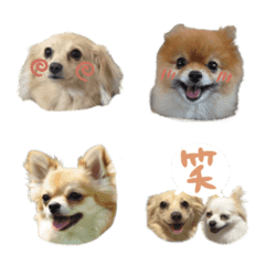 愛犬♡n.s.c.c