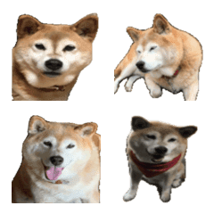 shibainuharu