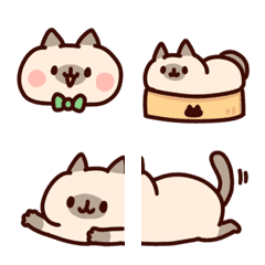 Cute Siamese