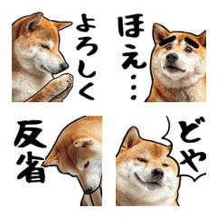 Realistic dog Emoji1