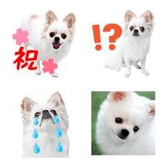 チワワのもちデス！実写絵文字
