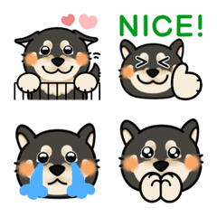 Cute! Black Shiba Inu