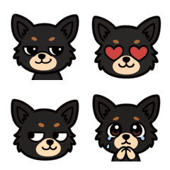 Puffy Chihuahua