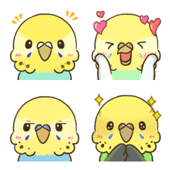 [Yellow faced]budgerigar