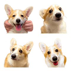 corgi nna