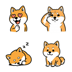 20250712Sabah dog seal