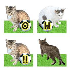 Stray Cat Alphabet 2