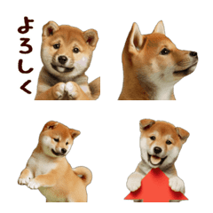 Moving Shiba Inu baby