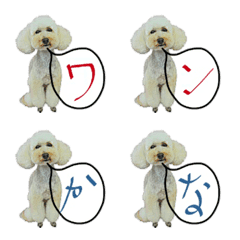 poodle's hiragana katakana
