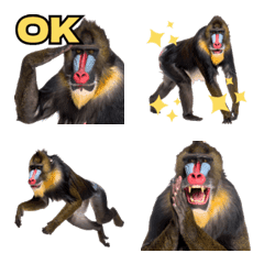 Expressive Mandrill!