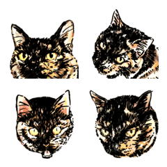 My cat - Tortoiseshell cat