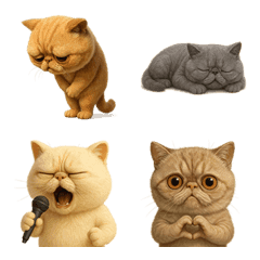 Exotic Shorthair1