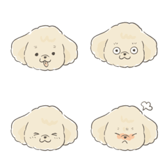 Toy Poodle's Cocoa