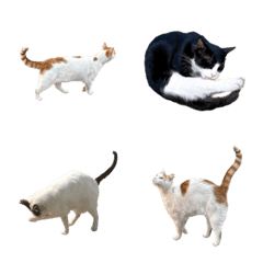 photorealistic cat