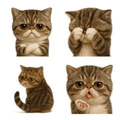 エキゾチックショートヘア3