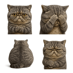 エキゾチックショートヘア5