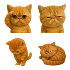 エキゾチックショートヘア4