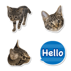 Bengal Cat Mocha Sticker Emoji