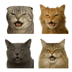 Flehmen Cat