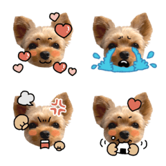 ヨークシャテリアのみこたん♡