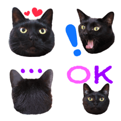 black cat girl dolop
