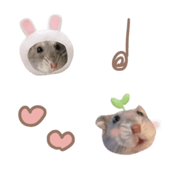 Hamsters