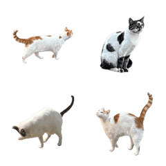 photorealistic cats