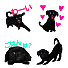 黒トイプーのまあさ４