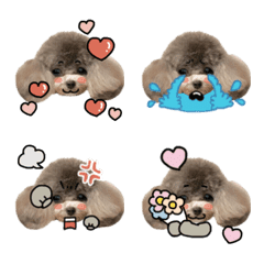ティーカッププードルのジュリ
