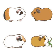 サイドモルモット02