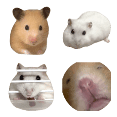 hamster hamster hamster.