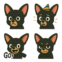 ブラックチワワ
