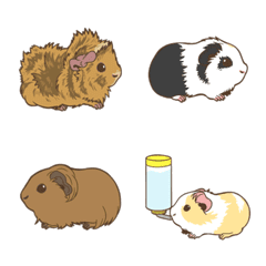 サイドモルモット01