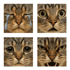 very cute cat tom