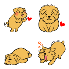 A Norfolk terrier, his name is Spoon.